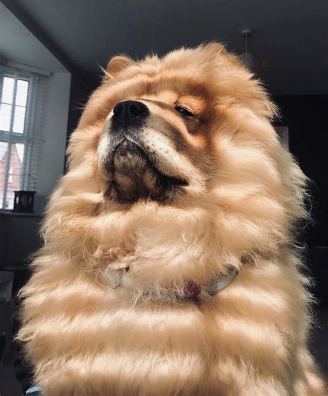 My Beautiful Chow Chow Looking Proud And Wise Rchowchow