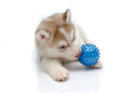 Siberian Husky Playing With A Ball Stock Photo Image Of Retriever