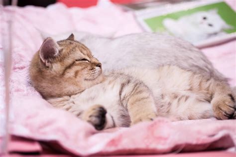 Free Images Pet Kitten Nap Nose Whiskers Sleep Animals Skin