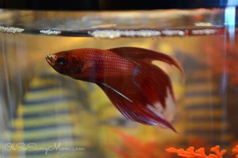 There are hundreds of different varieties of betta fish, all some people choose to breed these fish to create new varieties, some choose to breed them for shows, and others want to breed a very particular. We Got a Pet! + National Geographic Fish Tank Review