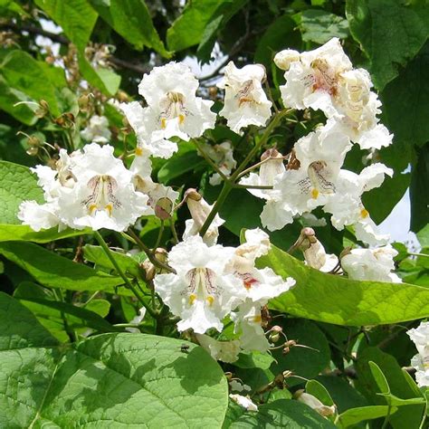 Aug 11, 2008 · northern red oak is used as a large specimen shade tree. Northern Catalpa Tree on the Tree Guide at arborday.org ...