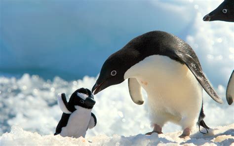 Image Penguins Toy Animals 2560x1600