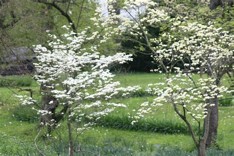 Search for dogwood tree with us White Dogwood Trees Photograph by Berta Barocio-Sullivan