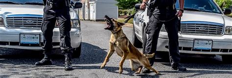 Learn To Train Police Dogs Gain The Skills To Become A K9