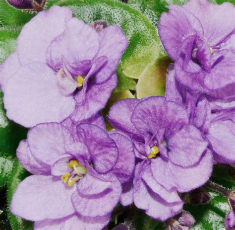 Robs Silver Spook Semi Miniature African Violet Flower African