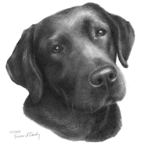 Stunning Black Lab Pencil Drawings And Illustrations For Sale On Fine