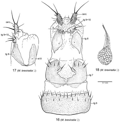 Female Terminalia Of Microphorella Breviradia Sp Nov 16 Terminalia