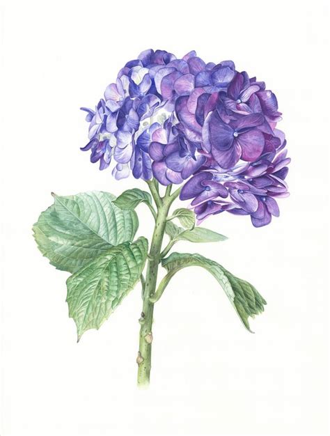 Hydrangea Watercolor Flower Botanical Illustration Painting By Alla