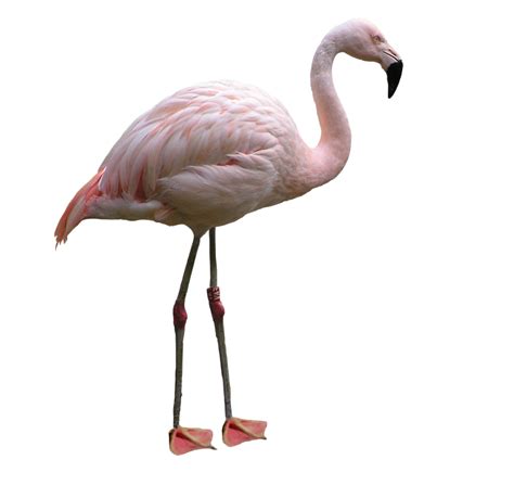 Flamingo Png Transparent Image Download Size 1024x967px