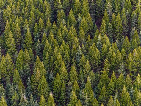 Desktop Wallpaper Pine Forest Trees Green Spring Hd