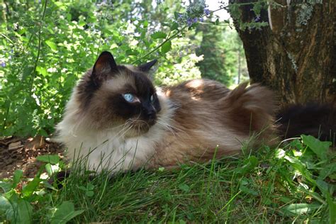 The Beauty Of The Chocolate Point Ragdoll Cat