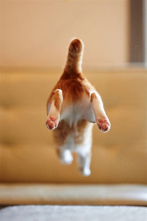 Paws By Akimasa Harada On 500px Jumping Cat Cats Crazy Cats
