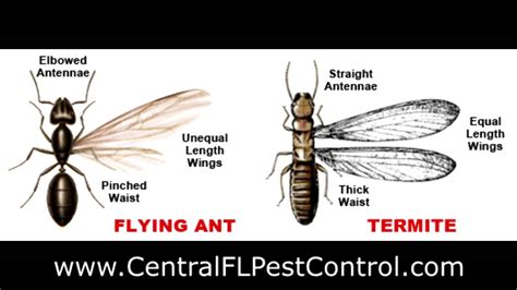 Asap Pest Control Difference Between Flying Ants And Termites Youtube