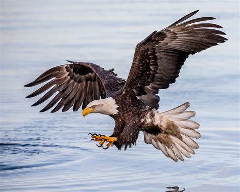 Flying Eagle Images Hd 3790x3032 Wallpaper