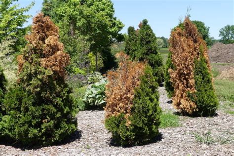 What Is Causing Evergreens To Turn Brown Door County Pulse