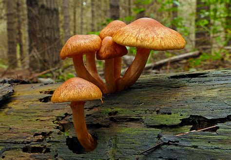 Gymnopilus Gymnopilus Is A Genus Of Gilled Mushrooms With Flickr