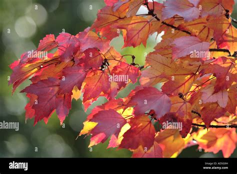 Red Maple Leaves In Autumn Acer Rubrum Stock Photo Alamy