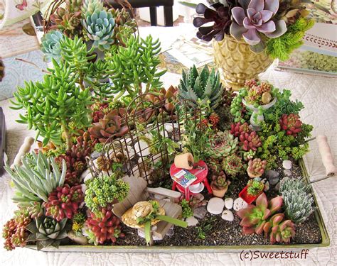 Fairy Garden By The Succulent Perch Hanging Succulents Succulents In