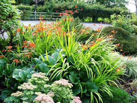 With a gentle twist, simply break apart the offsets you find attached to the base of the main corm and replant them. Kelli's Northern Ireland Garden: Mid September Blooms
