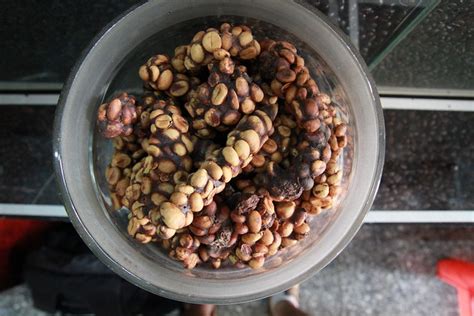 Check spelling or type a new query. Weasel coffee - or weasel poop | Flickr - Photo Sharing!