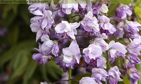 Up to 15% off wisteria at wisteria. Wisteria - Arch - Garden Plants Online