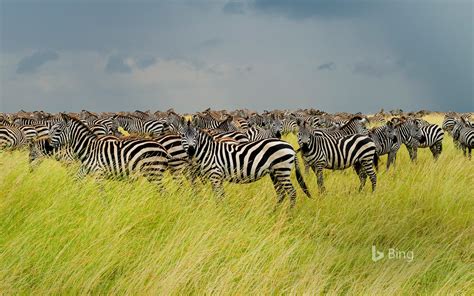 Zebras In Serengeti National Park Bing Wallpaper