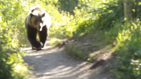 Grizzly Bear Encounter Aug 2016 Montana Glacier National Park Youtube