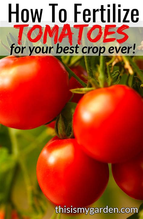 Tips For Growing Tomatoes Growing Tomato Plants Tomato Seedlings