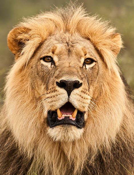 Lion Head Stock Photos Pictures And Royalty Free Images Istock