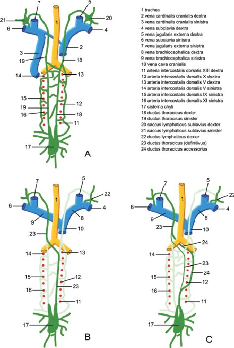 Diagram Showing The Development Of The Thoracic Duct And The Presumed