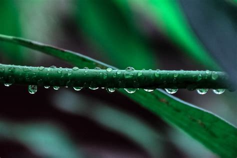 Macro Photography Of Green Leaf Plant · Free Stock Photo