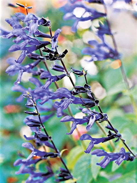 31 Salvia Plants To Bring Color And Fragrance To Your Garden Salvia