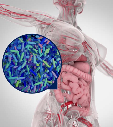 The Gut Microbiome Of Healthy Long Lived People