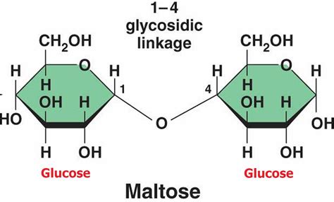 Maltose Compositiom Foods That Are Naturally High In Maltose