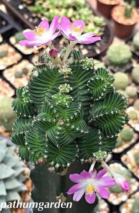 As long as they get lots of. Resultado de imagen para mini gardeniers de cactus y ...