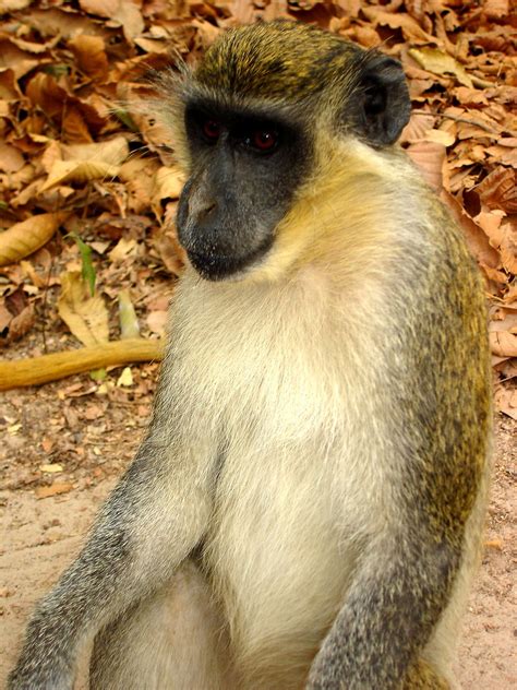 Gambian Monkey Javier D Flickr