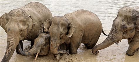 Ethical Elephant Sanctuaries Thailand World Elephant Alliance