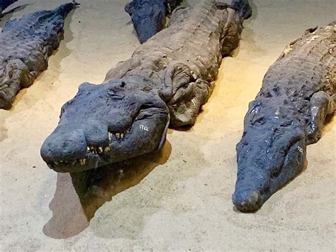 Crocodile Mummy Museum In Kom Ombo Uncover 5 Astonishing Secrets