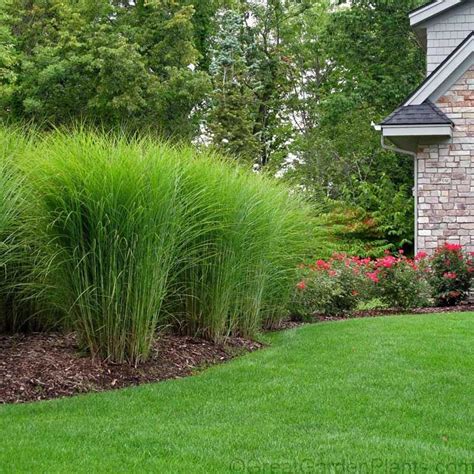 Tall Grasses For Privacy Fence Hgtv Com Shares The Best Screening