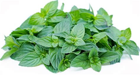 Basil Mint Information And Facts