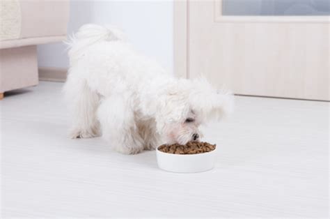 We may earn money or products from the companies mentioned in this post through our independently chosen links, which earn us a commission. The Best Dog Food Brands For a Maltese 2021 - Dog Food Network