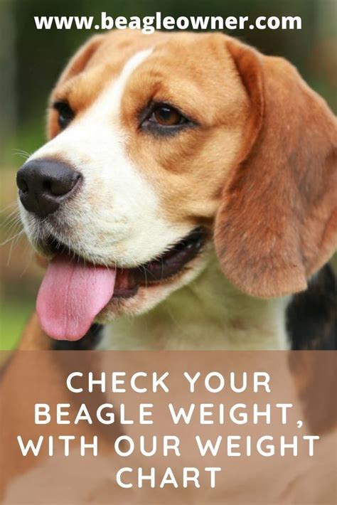 Check Your Beagle Weight With Our Weight Chart Fruit List Eat Fruit