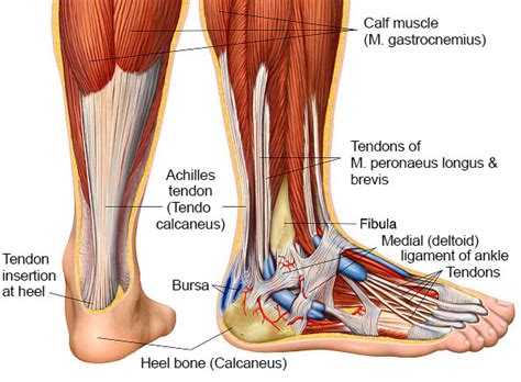 Tendons and ligaments of the leg. Ligaments and Tendons - Bioactive Collagen Peptides