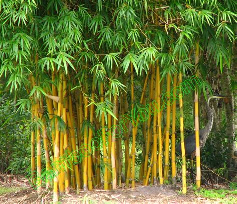 Bambusa Eutuldoides ‘viridi Vittata Asian Lemon Bamboo We No