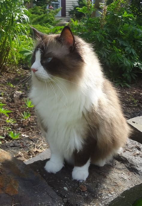 Either you already have a ragdoll and you are looking for solutions for the hair problems it is true that ragdoll cats do not have an undercoat like a lot of cats but that doesn't mean that they don't shed. Does anyone else have a pet that just makes them feel ugly ...