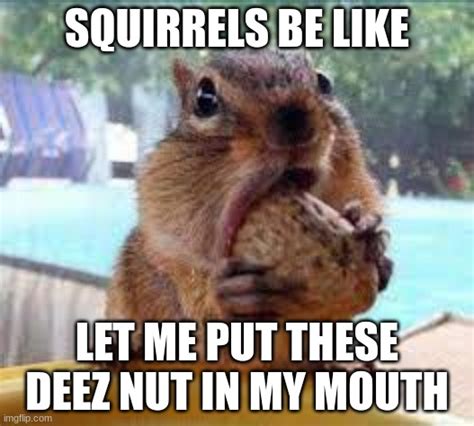 Squirrel Eating Imgflip