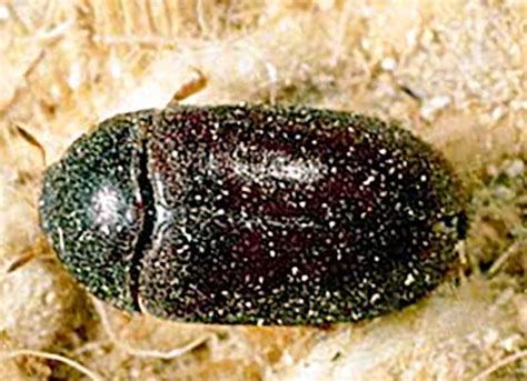 Black Carpet Beetle Extermination And Pest Control In Toronto