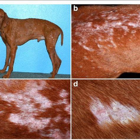 Pdf Cutaneous Lupus Erythematosus In Dogs A Comprehensive Review