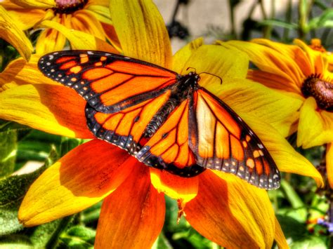 Monarch Butterfly Free Stock Photo Public Domain Pictures