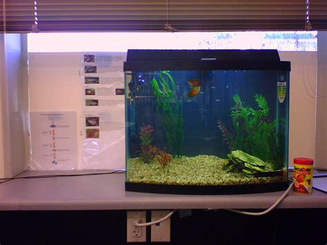 Fish Tank Setup Kari Nesler Flickr